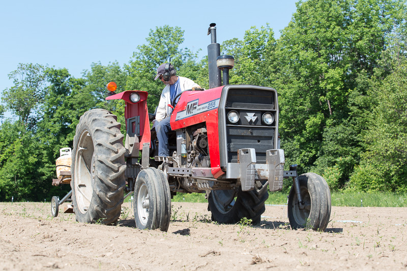 Driving a tractor, Williams Farm, Midland, Ontario