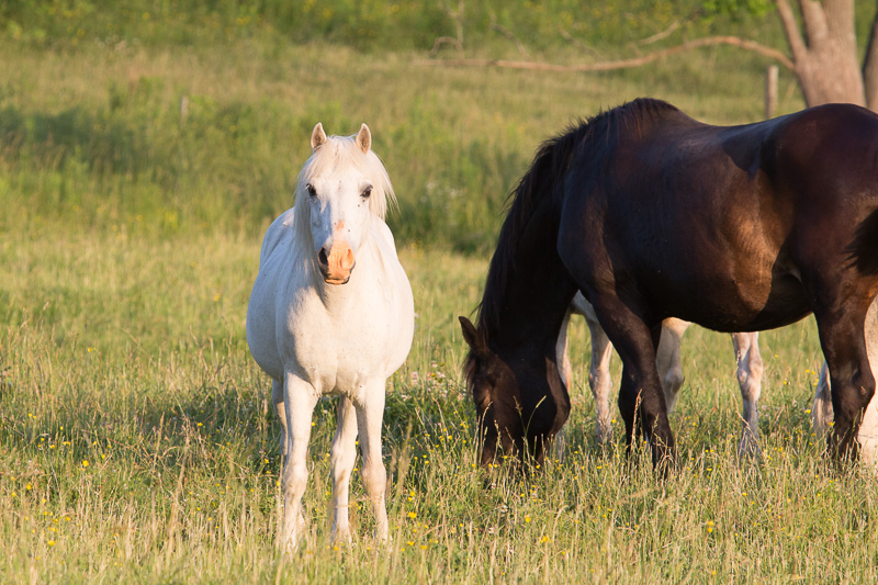 Horses