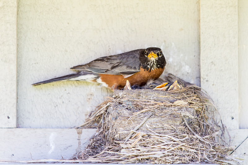 Robin with hatchlings