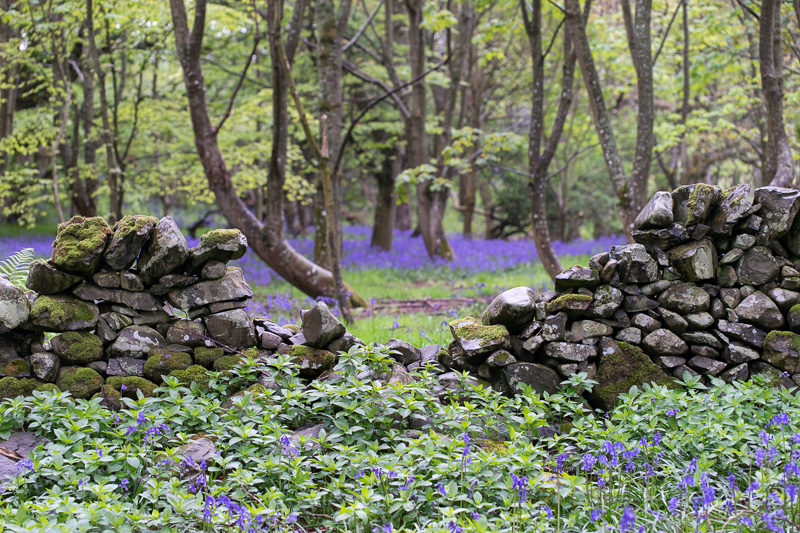 Bluebells near Portpatrick, Scotland