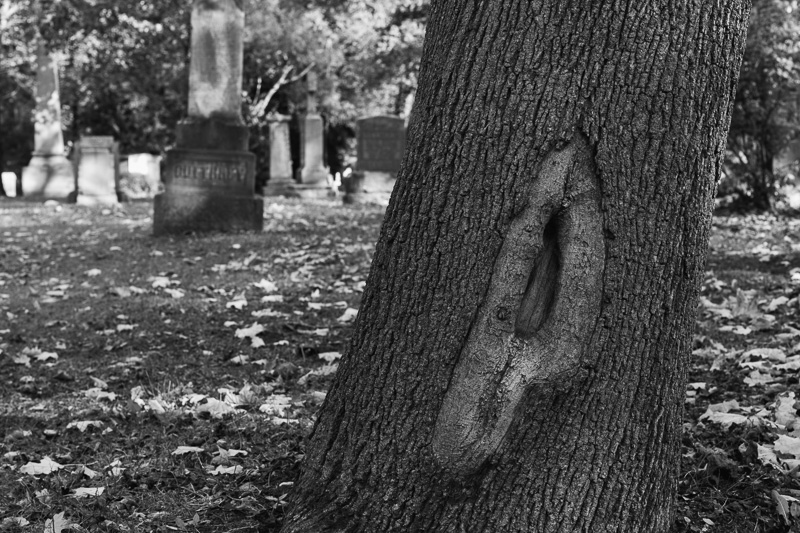 Tree in St. James Cemetery, Toronto