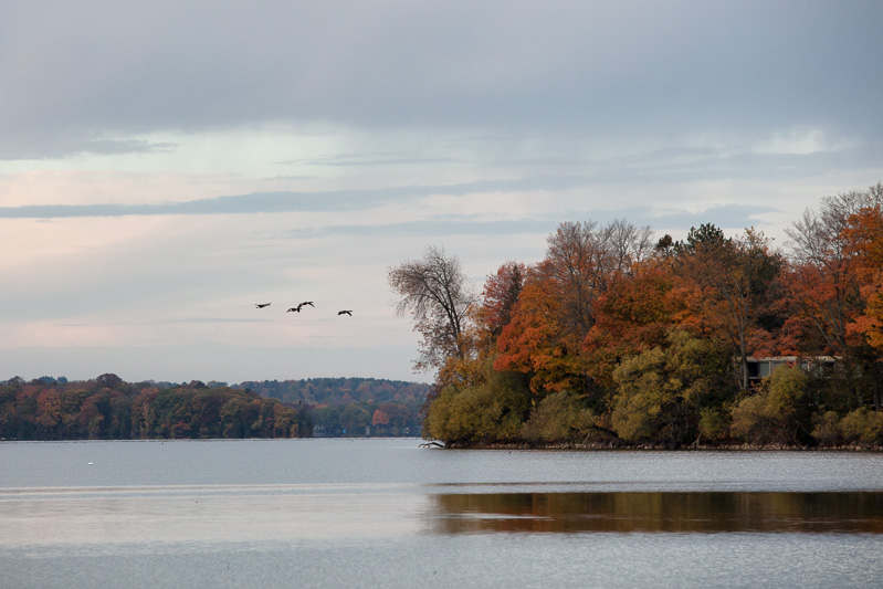 Canada geese fly over Lake Couchiching in Autumn.