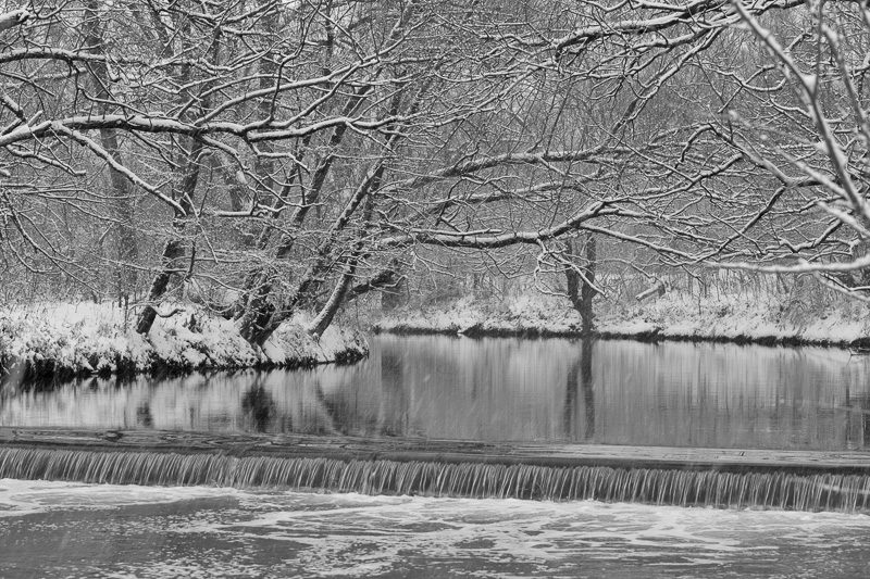 Snow-covered trees hanging over the Don River, Lower Don Trail north of Pottery Road, Toronto.