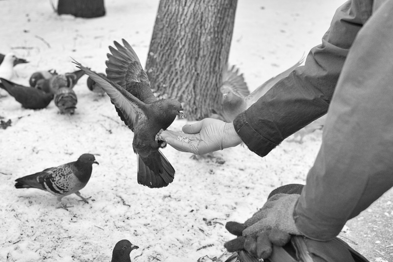 Feeding a pigeon from the hand.