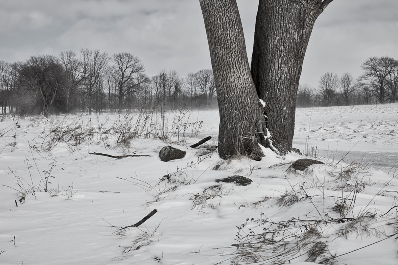 Tree in winter field