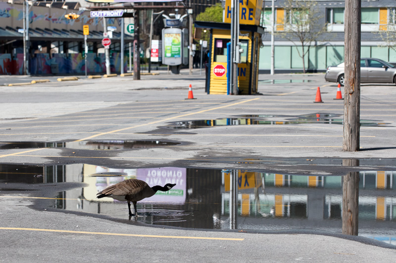 Canada Goose in puddle in the middle of a Toronto parking lot.