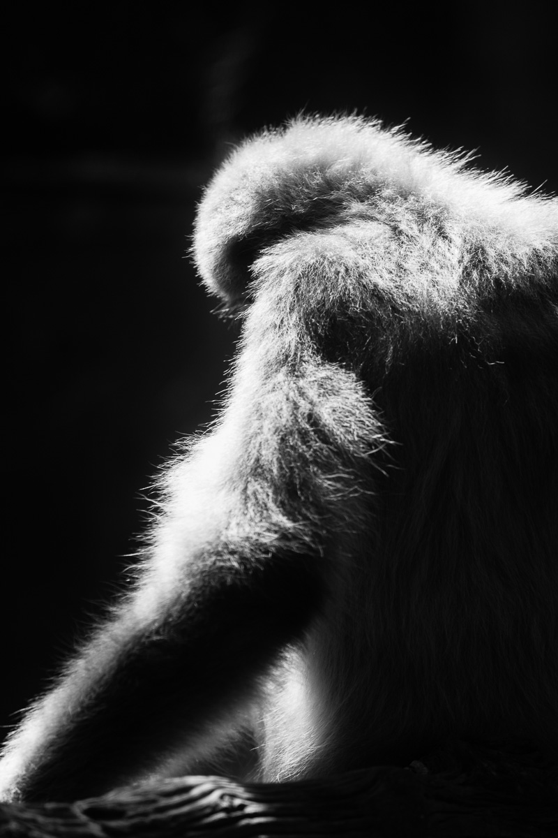 Orangutan in late afternoon light
