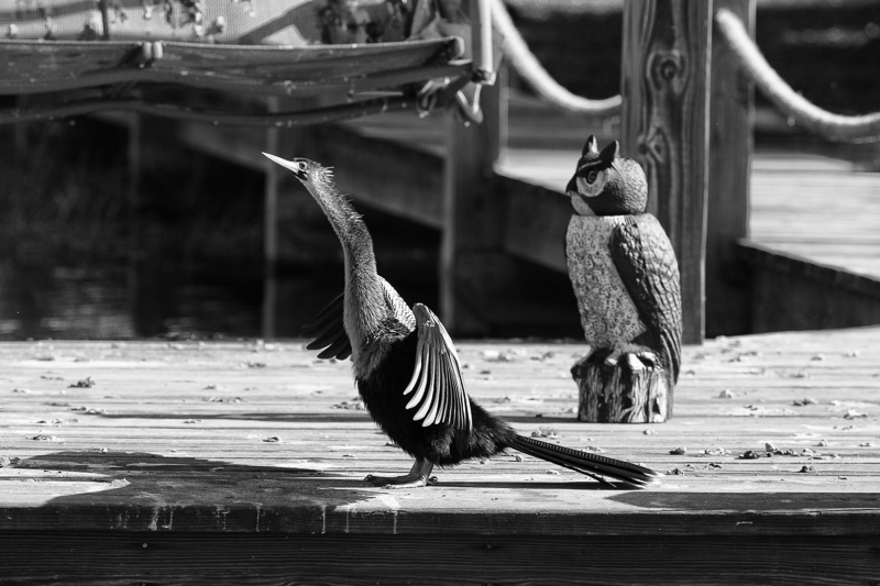 Anhinga and fake owl