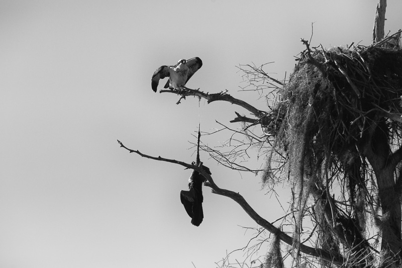 Osprey and dead cormorant tangled in fishing line