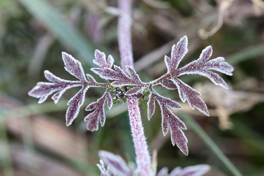 Frost-covered leaves