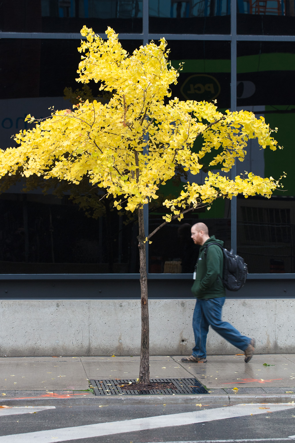 Fall scene of a man walking past a small tree with leaves that have turned yellow.