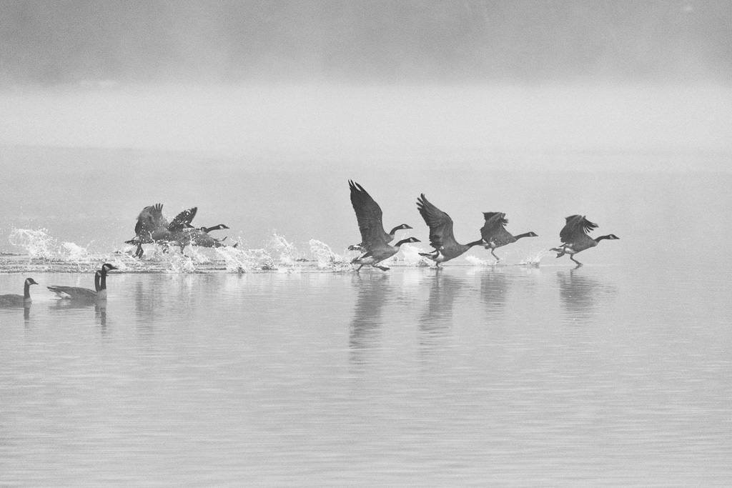 Canada Geese take off from the water.