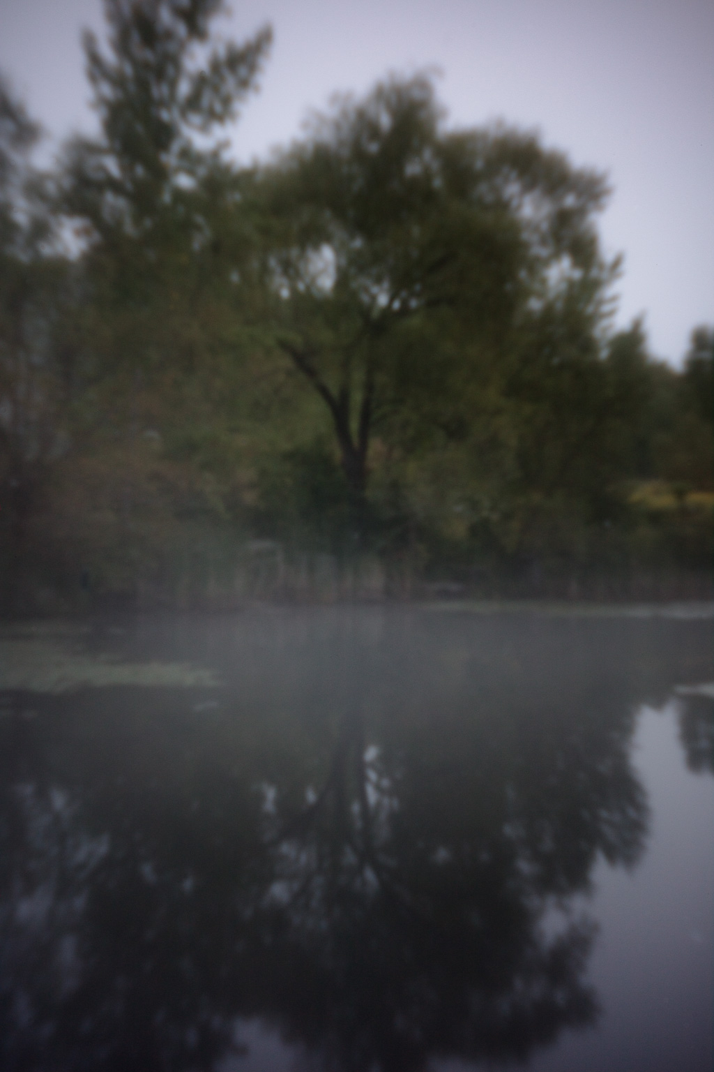 Pinhole image of tree reflection in pond.