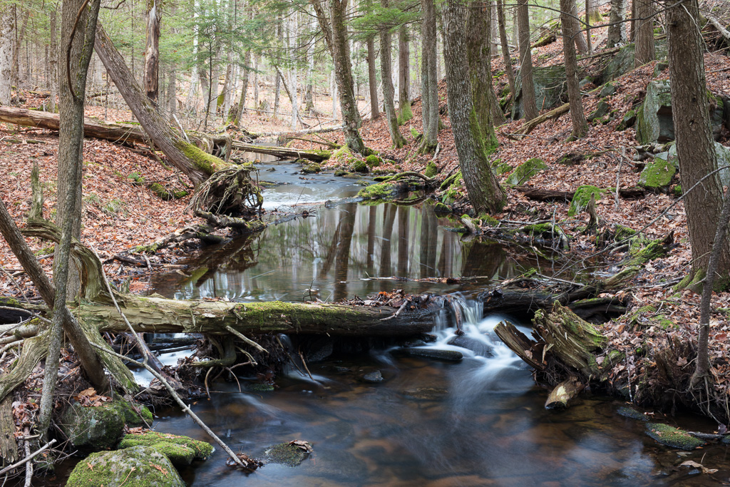 Creek flowing through a cedar forest