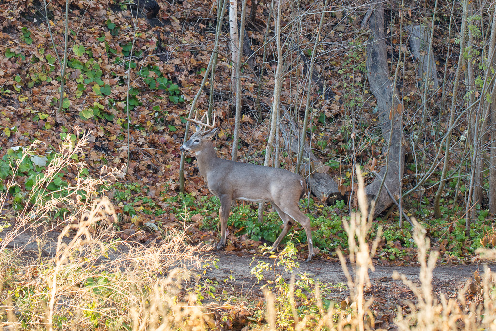 Deer in Yellow Creek, Toronto