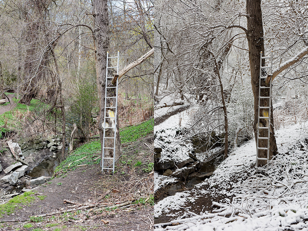 Aluminum ladder leaning against a tree in Yellow Creek, Toronto.
