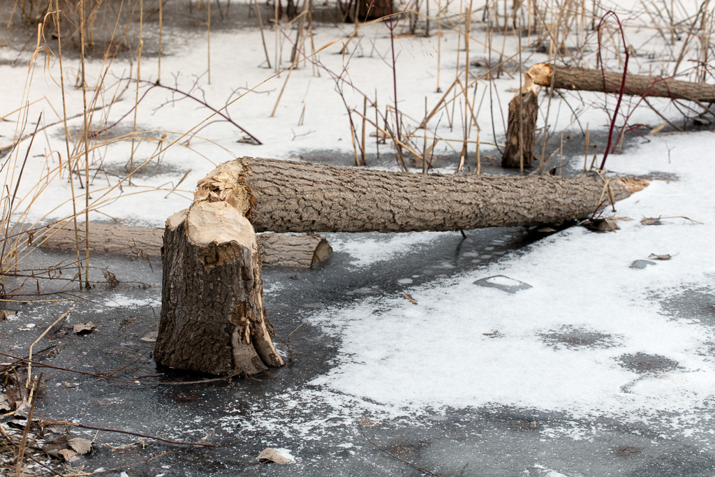 Trees cut down by beavers at Toronto's Evergreen Brick Works.