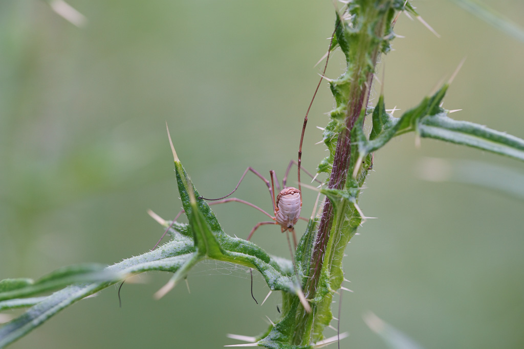 Macro photograph of daddy long legs spider on thistle