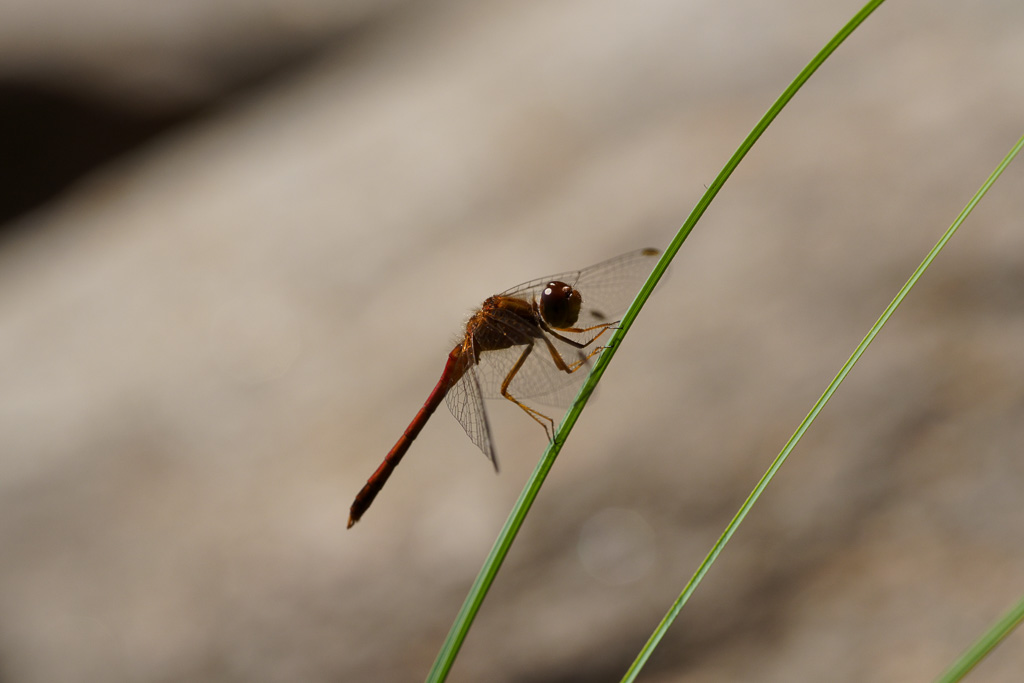 Dragonfly in profile on blade of grass