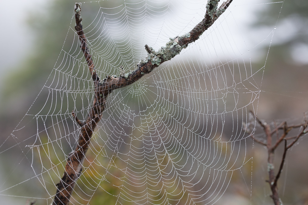 Dew-covered spider web.