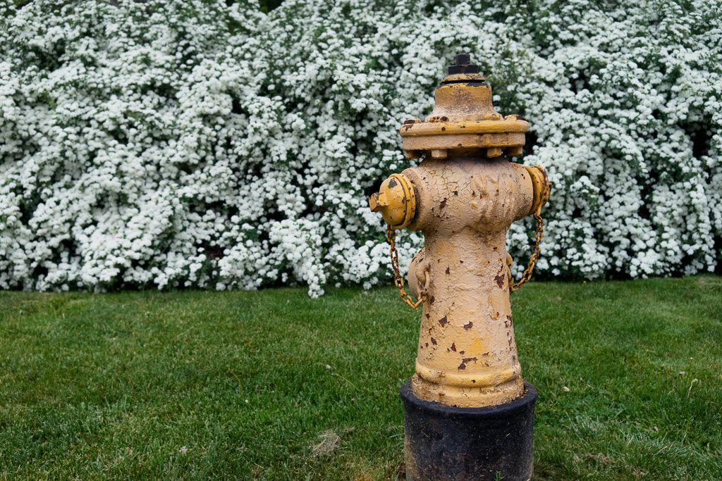 A fire hydrant lives out its days in the quiet neighbourhood of Rosedale.