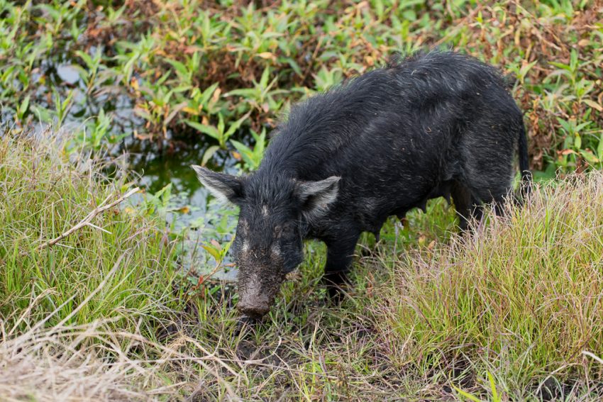 A wild pig emerges from the mucky waters of a Florida swamp.