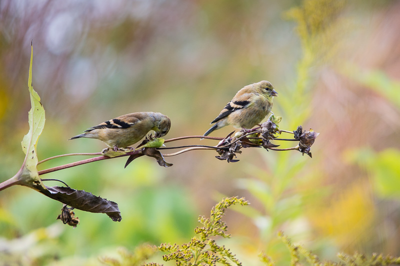 Birds Migrating South | Nouspique